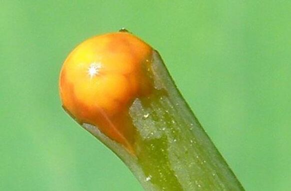 vlastnosti celandinu při léčbě papilomů